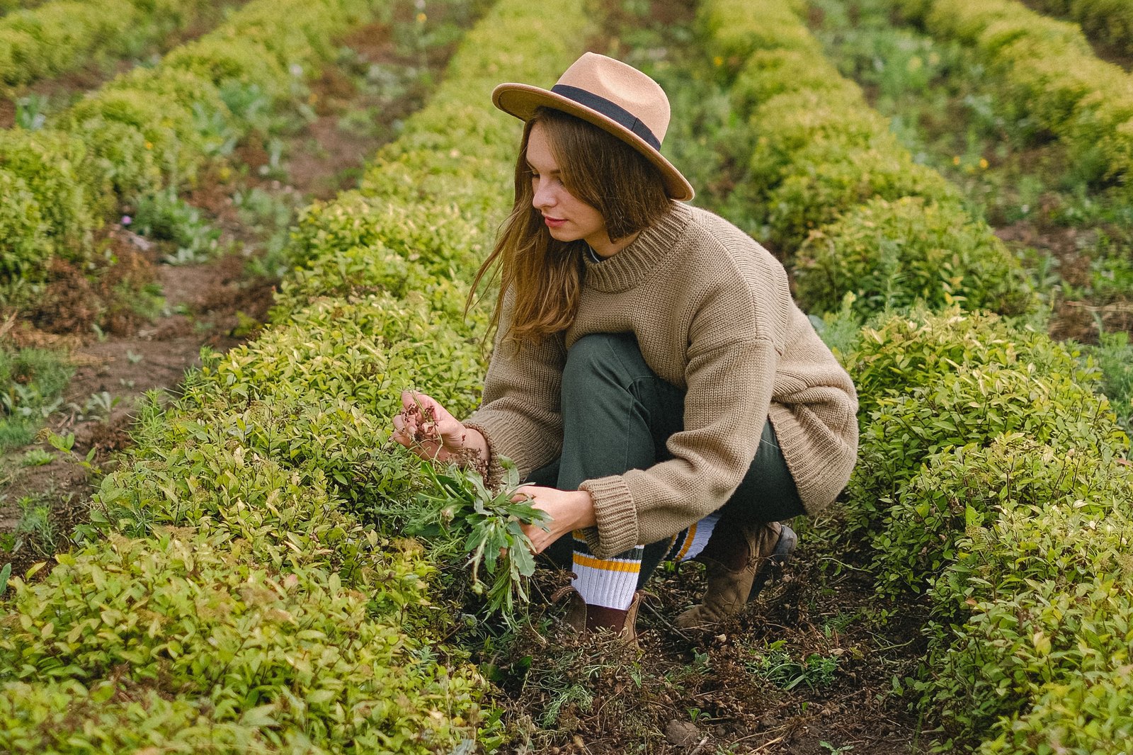 Agricultrice dans les rangs d’une ferme bio, Coopérative Bio d’Île-de-France, partenaire d’APEGO